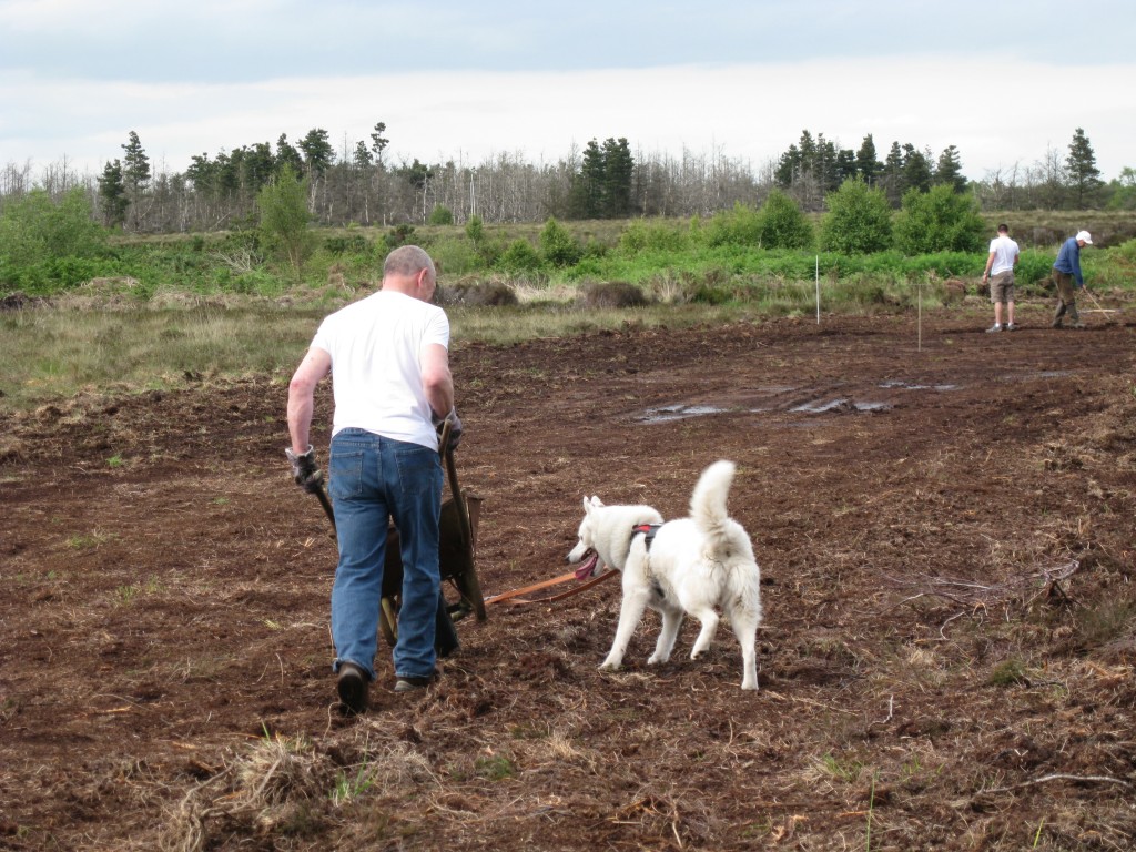 One Man And His Dog 